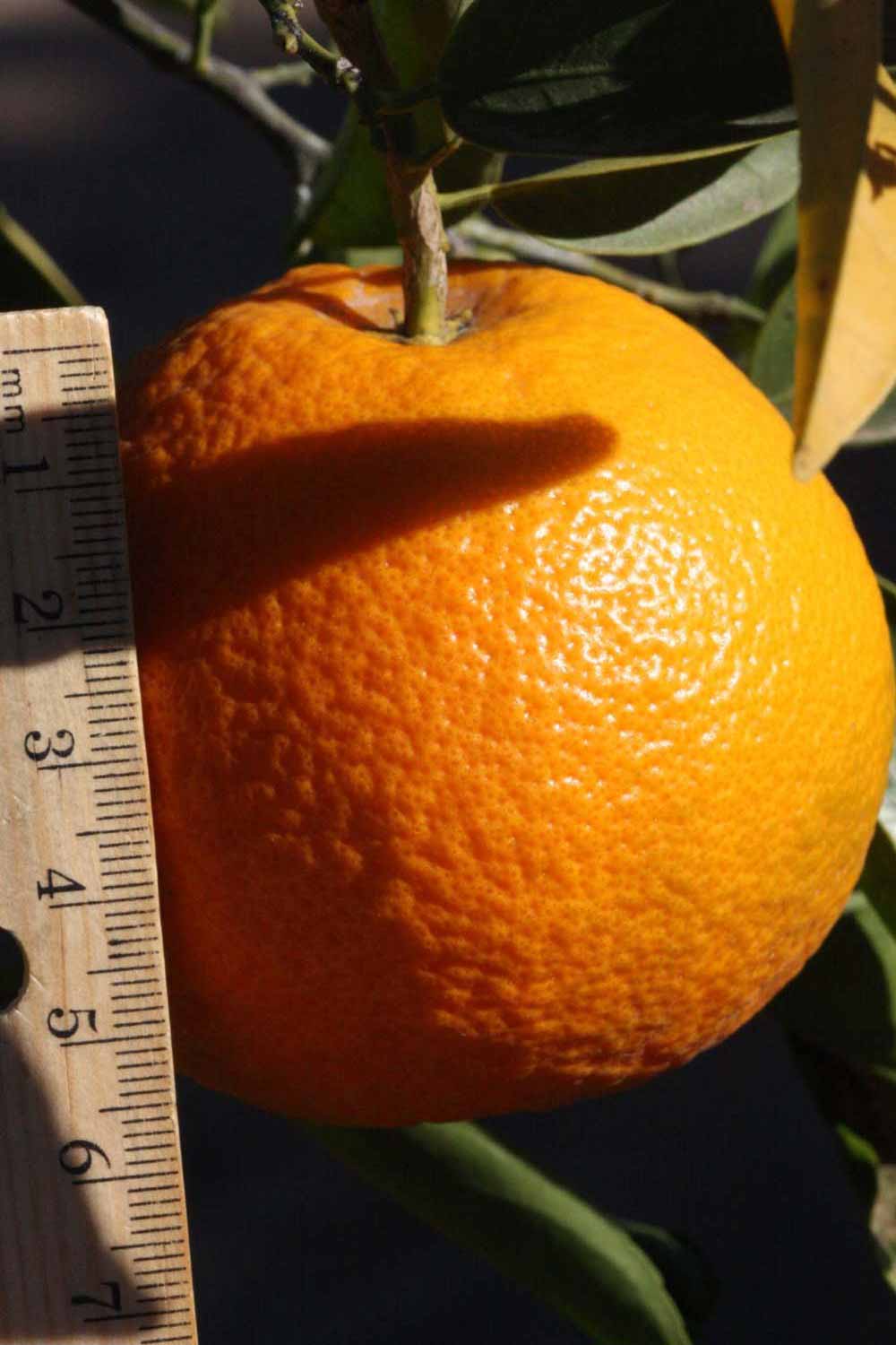            Fruit (Riverside, CA)   